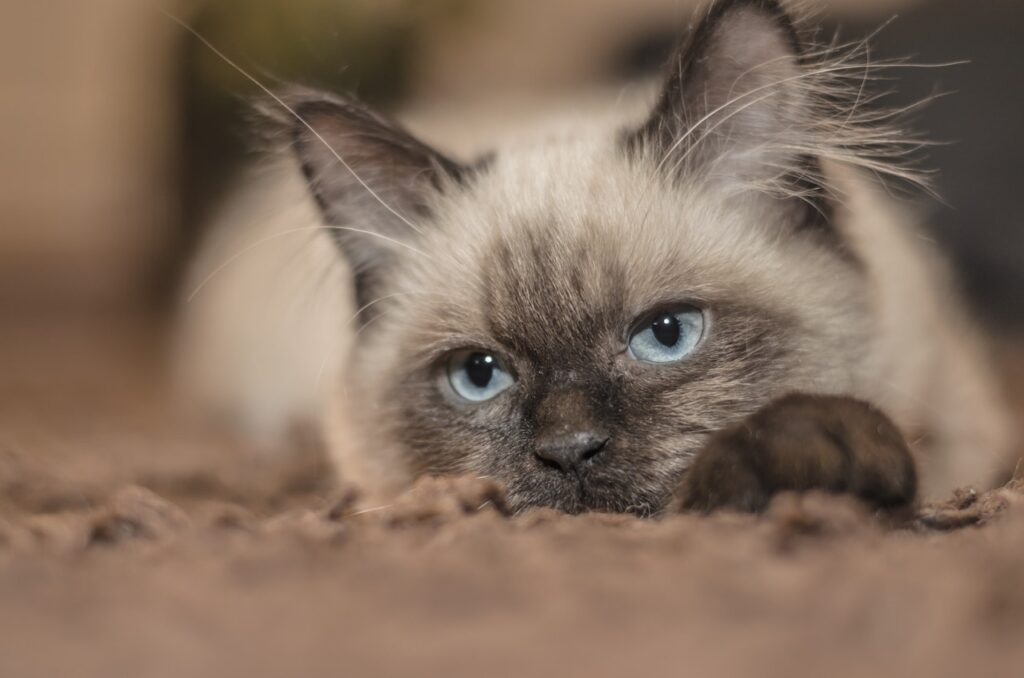 Kucing Siam
