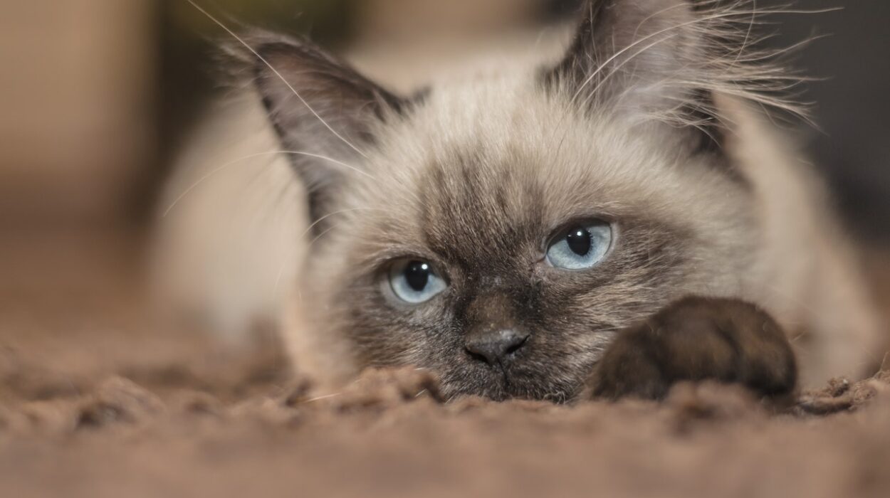Kucing Siam