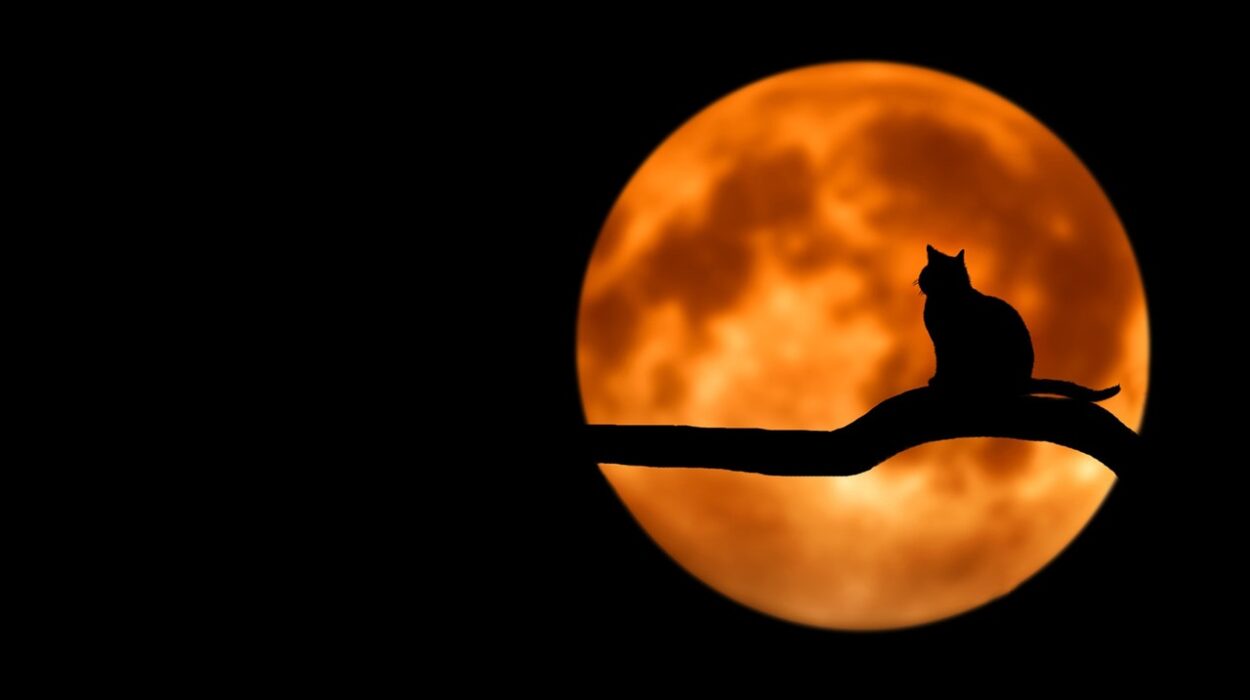 Kucing Siam