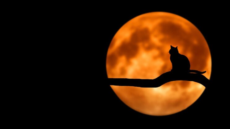 Kucing Siam (Bagian 2)
