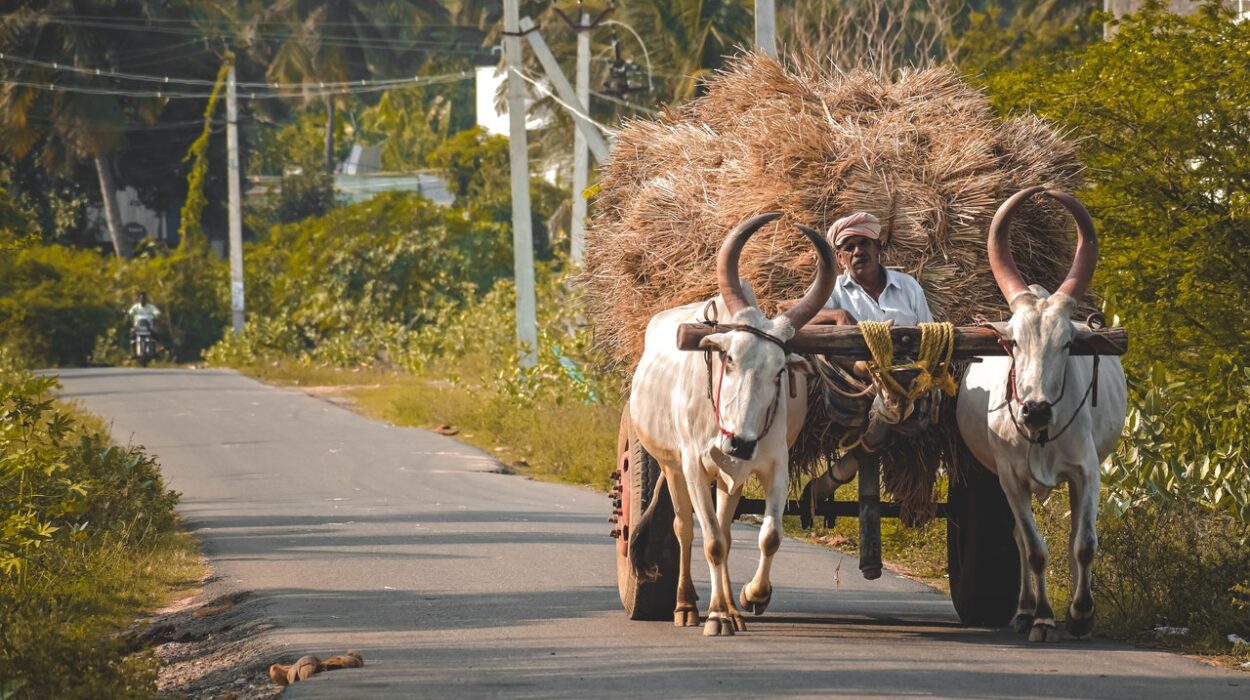 Petani