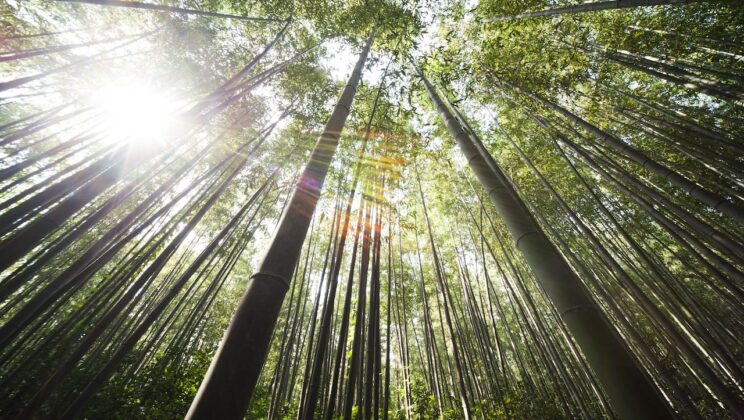 Hutan Bambu
