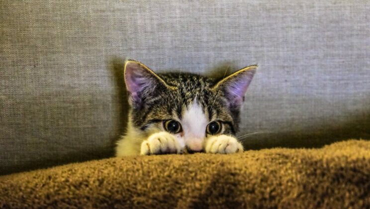Kucing Yang Baik